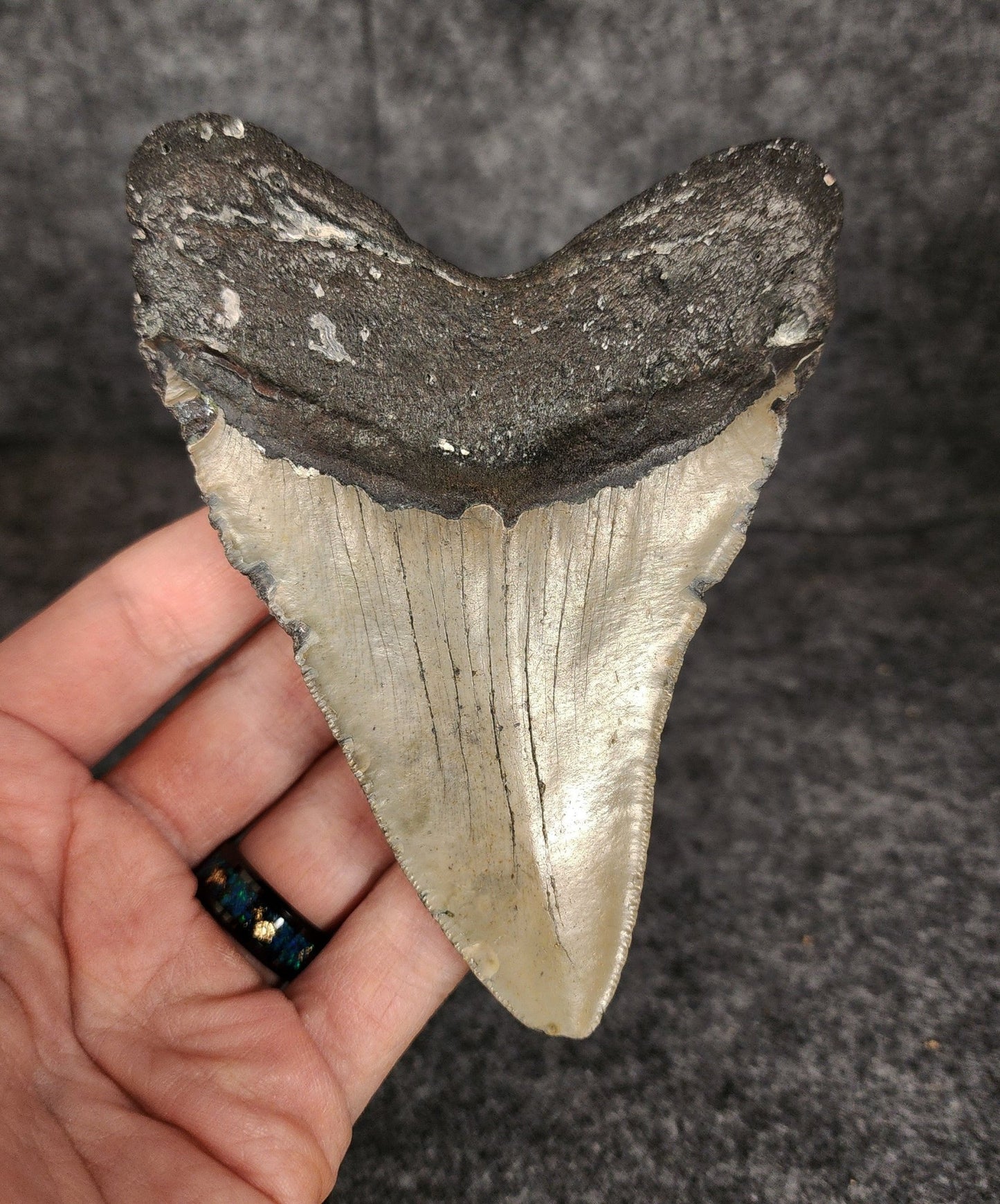 Authentic, 4.85" Fossil Megalodon Tooth - Meg Ledge - Fossil Driven