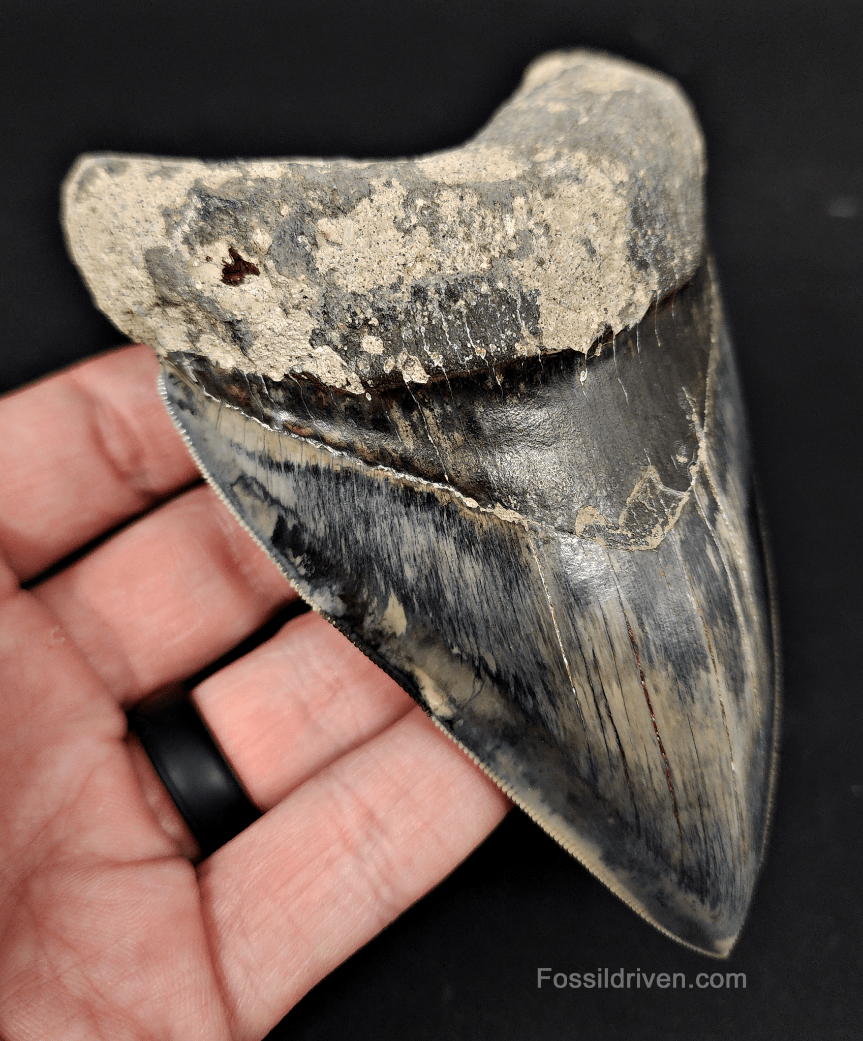 Authentic, 4.86" Fossil Megalodon Tooth - Indonesia - Fossil Driven