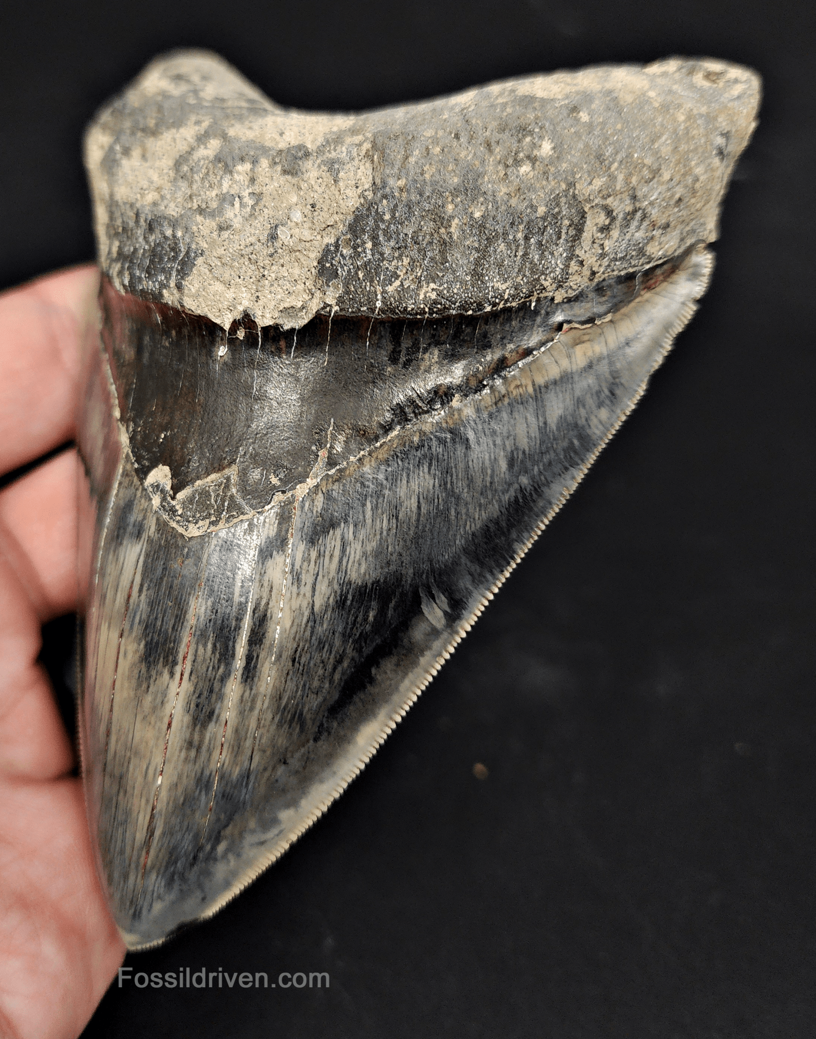 Authentic, 4.86" Fossil Megalodon Tooth - Indonesia - Fossil Driven