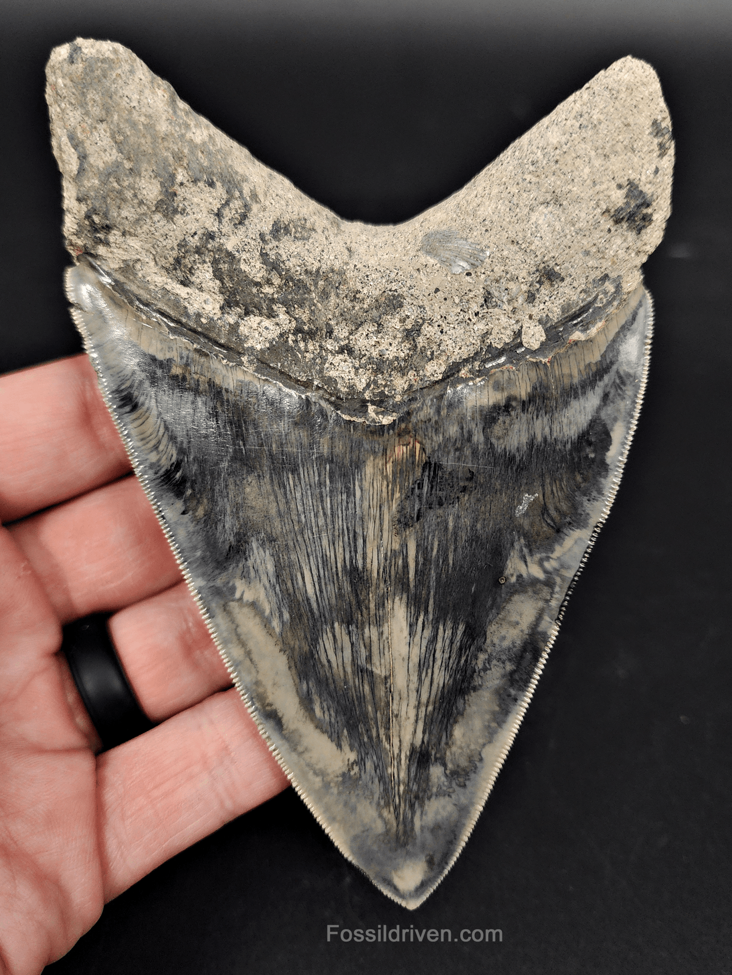 Authentic, 4.86" Fossil Megalodon Tooth - Indonesia - Fossil Driven
