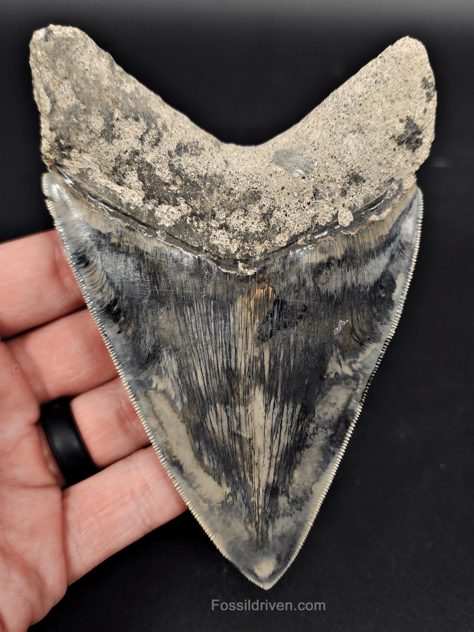 Authentic, 4.86" Fossil Megalodon Tooth - Indonesia - Fossil Driven
