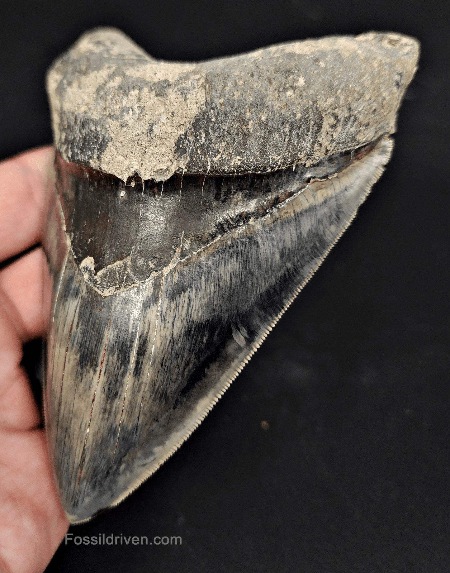 Authentic, 4.86" Fossil Megalodon Tooth - Indonesia - Fossil Driven