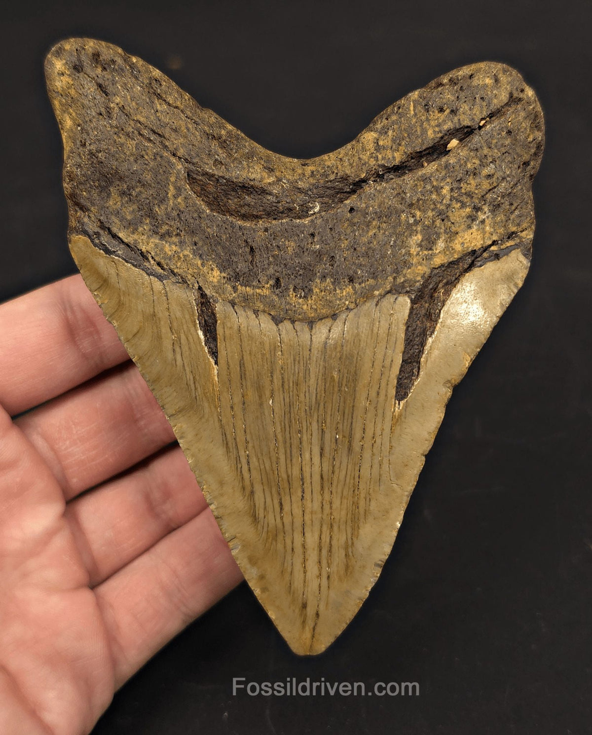 Authentic, 4.88" Fossil Megalodon Tooth - Meg Ledge, North Carolina - Fossil Driven