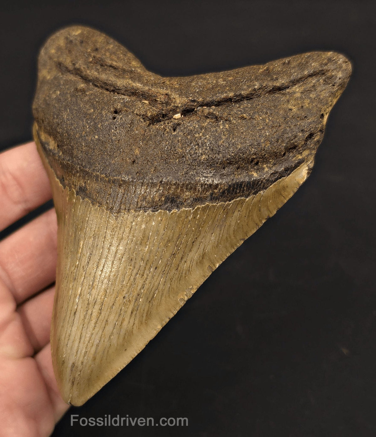 Authentic, 4.88" Fossil Megalodon Tooth - Meg Ledge, North Carolina - Fossil Driven