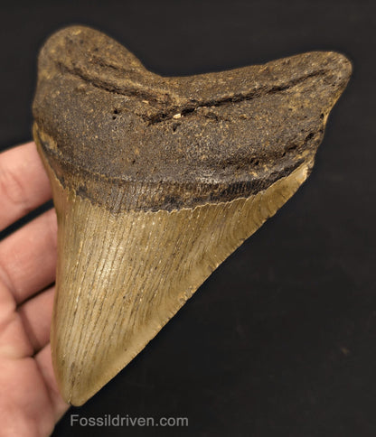 Authentic, 4.88" Fossil Megalodon Tooth - Meg Ledge, North Carolina - Fossil Driven