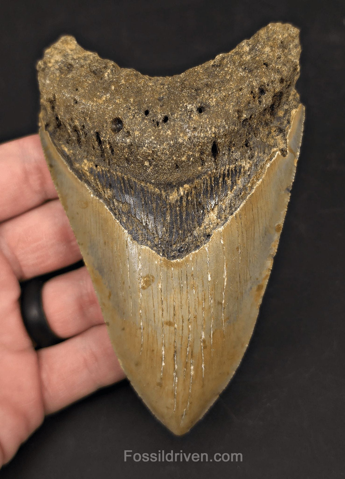 Authentic, 4.88" Fossil Megalodon Tooth - Meg Ledge, North Carolina - Fossil Driven