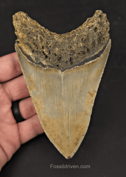 Authentic, 4.88" Fossil Megalodon Tooth - Meg Ledge, North Carolina - Fossil Driven