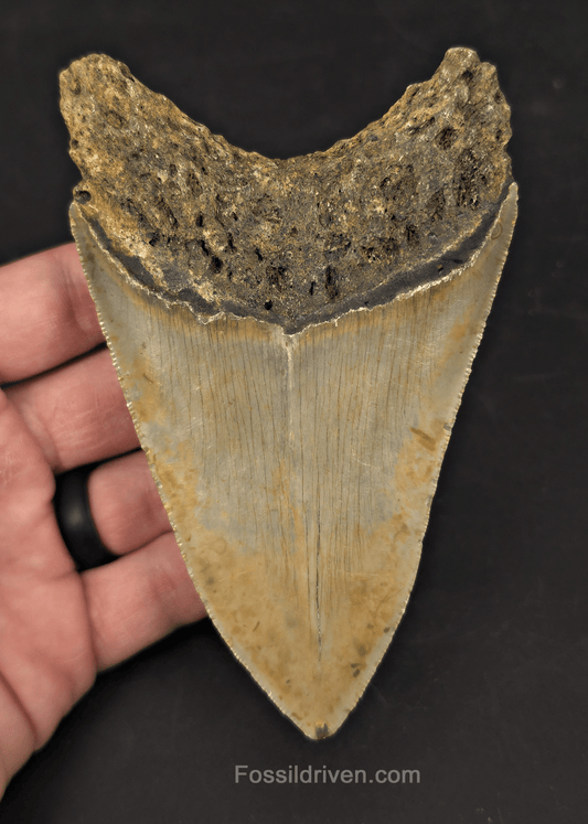 Authentic, 4.88" Fossil Megalodon Tooth - Meg Ledge, North Carolina - Fossil Driven