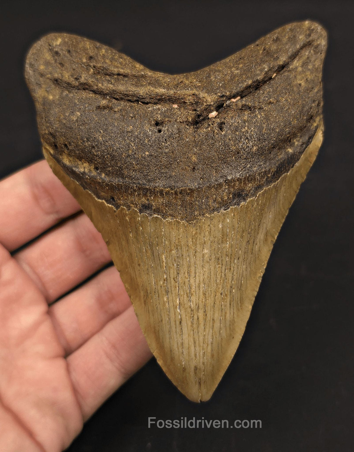 Authentic, 4.88" Fossil Megalodon Tooth - Meg Ledge, North Carolina - Fossil Driven