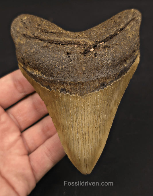 Authentic, 4.88" Fossil Megalodon Tooth - Meg Ledge, North Carolina - Fossil Driven