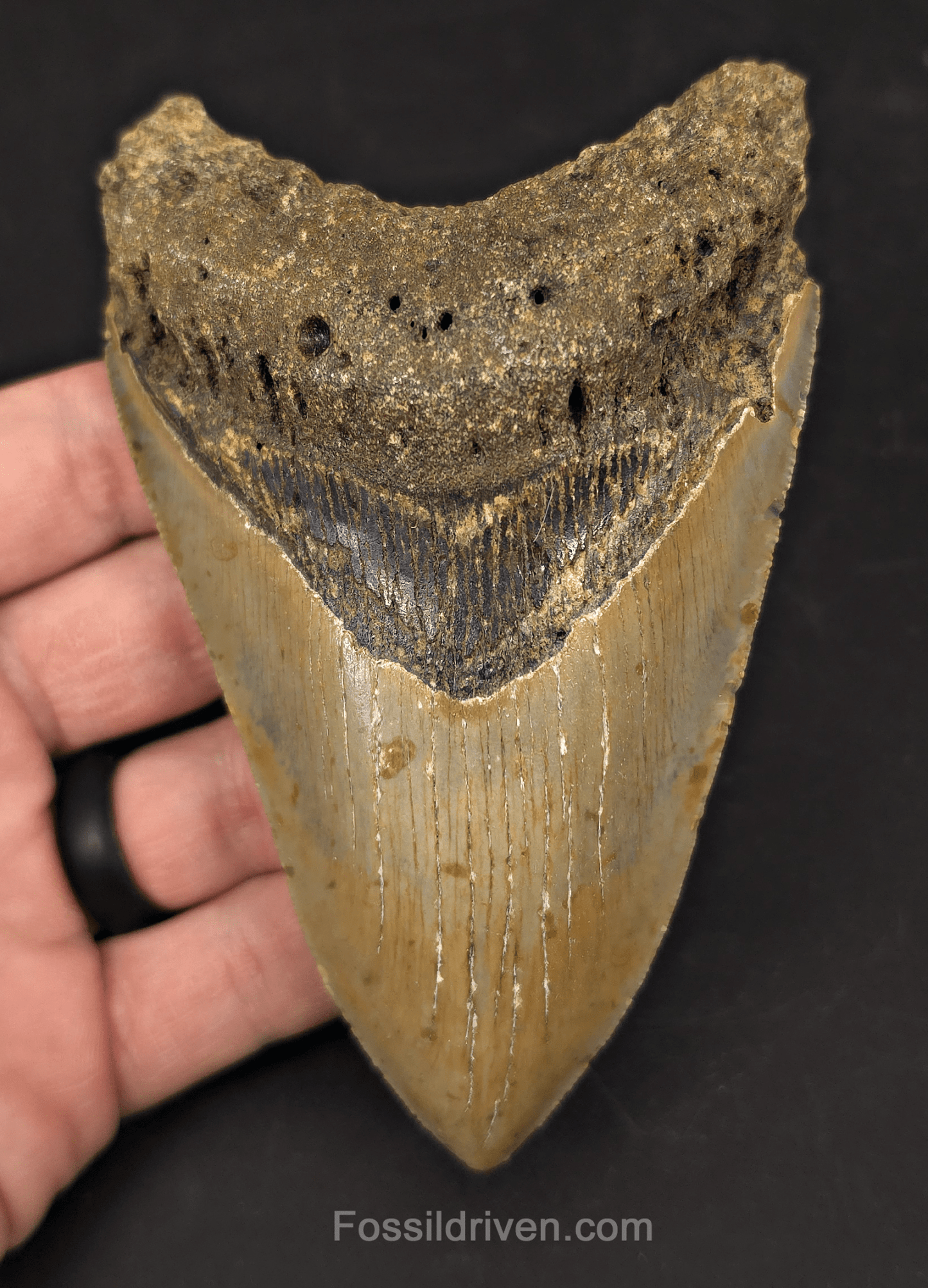 Authentic, 4.88" Fossil Megalodon Tooth - Meg Ledge, North Carolina - Fossil Driven