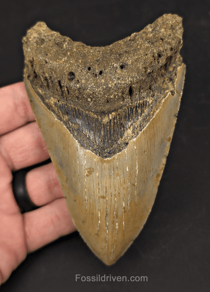 Authentic, 4.88" Fossil Megalodon Tooth - Meg Ledge, North Carolina - Fossil Driven
