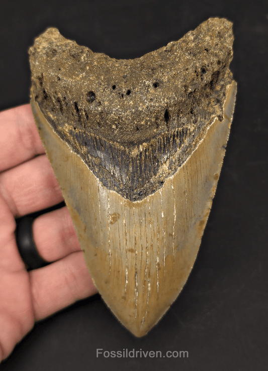 Authentic, 4.88" Fossil Megalodon Tooth - Meg Ledge, North Carolina - Fossil Driven