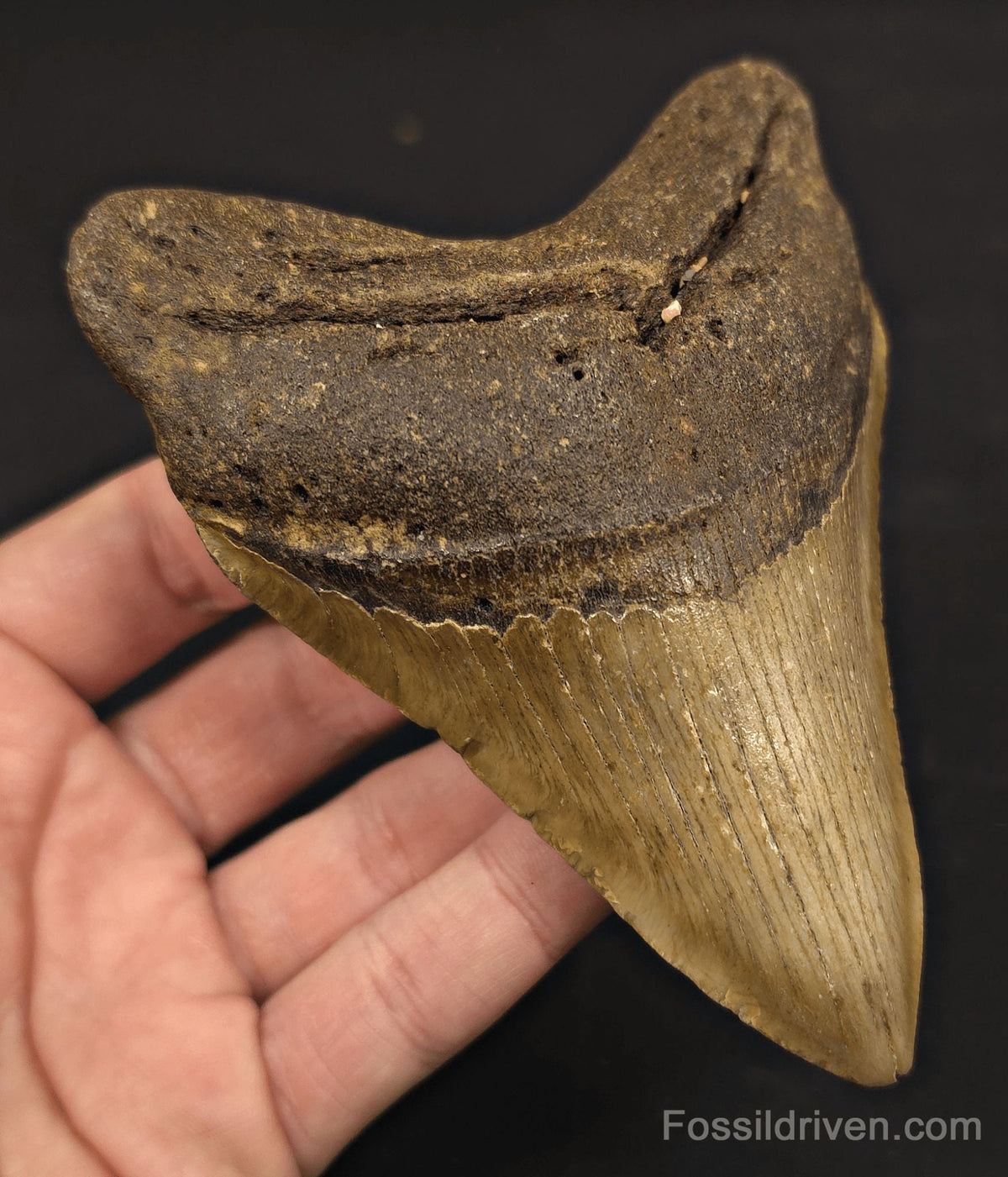 Authentic, 4.88" Fossil Megalodon Tooth - Meg Ledge, North Carolina - Fossil Driven