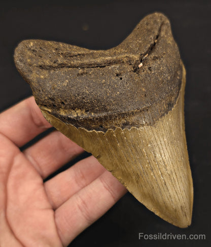 Authentic, 4.88" Fossil Megalodon Tooth - Meg Ledge, North Carolina - Fossil Driven