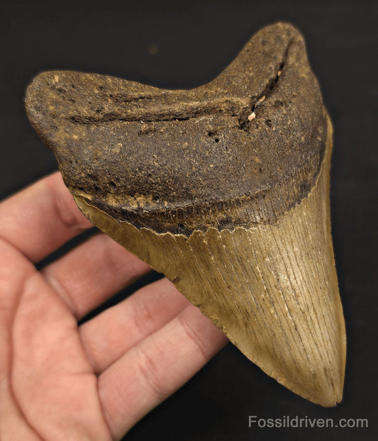 Authentic, 4.88" Fossil Megalodon Tooth - Meg Ledge, North Carolina - Fossil Driven
