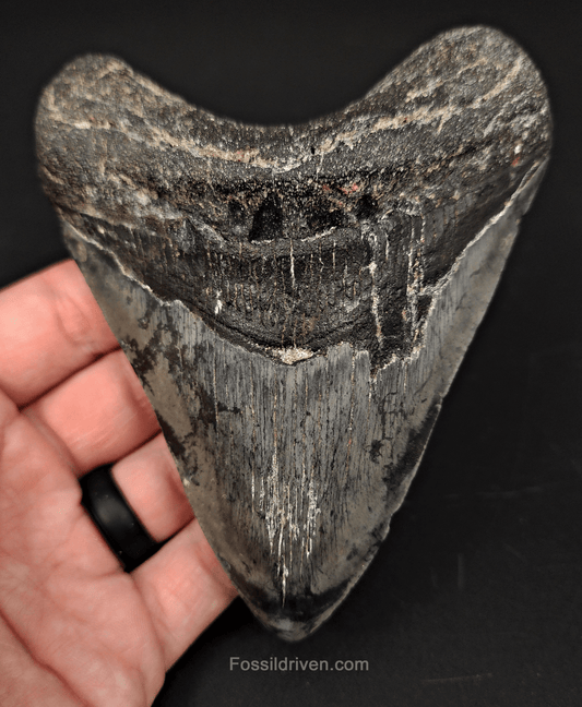 Authentic, 4.89" Fossil Megalodon Tooth - Venice, Florida - Fossil Driven