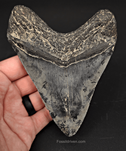 Authentic, 4.89" Fossil Megalodon Tooth - Venice, Florida - Fossil Driven