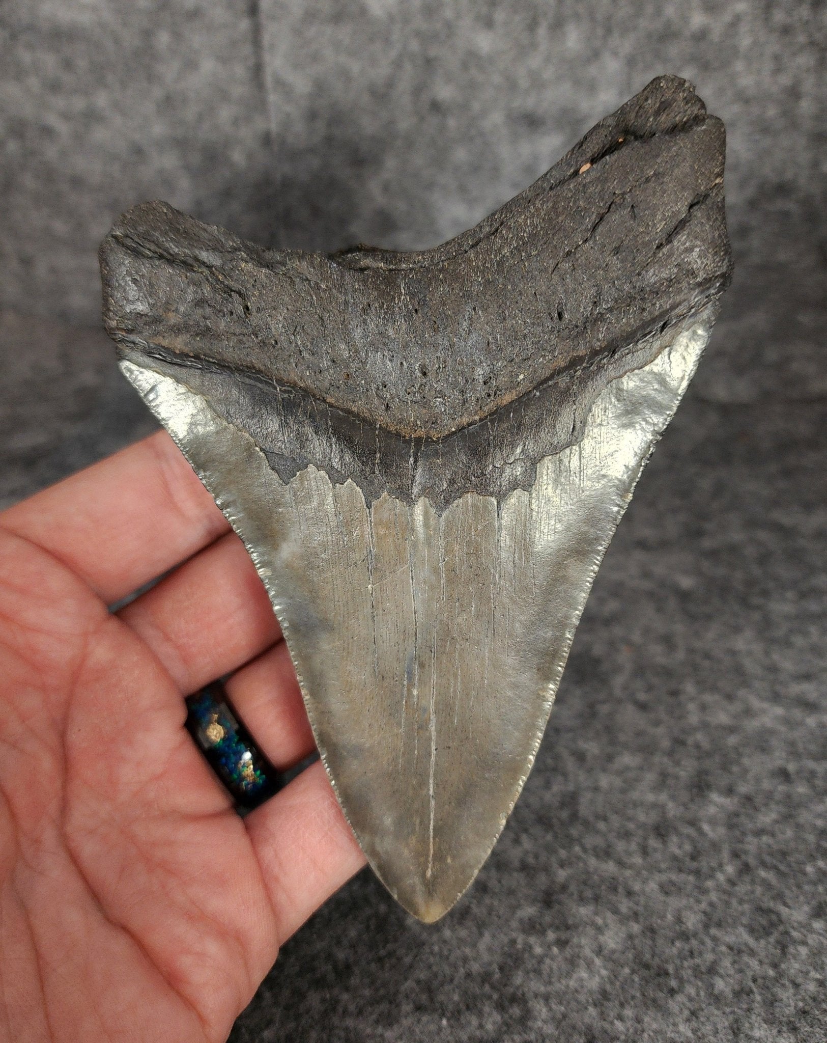 Authentic, 4.90" Fossil Megalodon Tooth - South Carolina - Fossil Driven