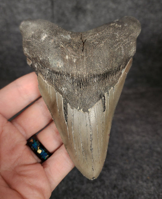 Authentic, 4.91" Fossil Megalodon Tooth - Meg Ledge - Fossil Driven