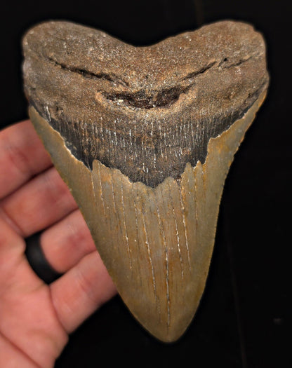 Authentic, 4.91" Fossil Megalodon Tooth - Meg Ledge, North Carolina - Fossil Driven