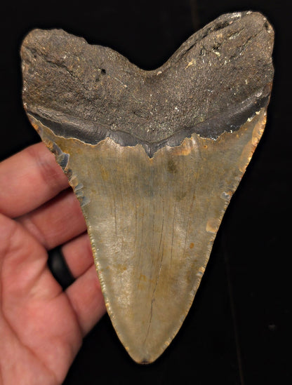 Authentic, 4.91" Fossil Megalodon Tooth - Meg Ledge, North Carolina - Fossil Driven