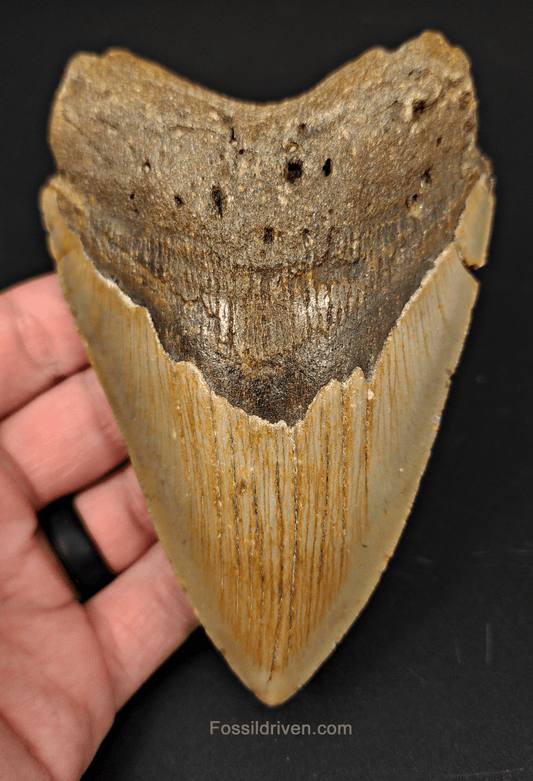 Authentic, 4.94" Fossil Megalodon Tooth - Meg Ledge - Fossil Driven