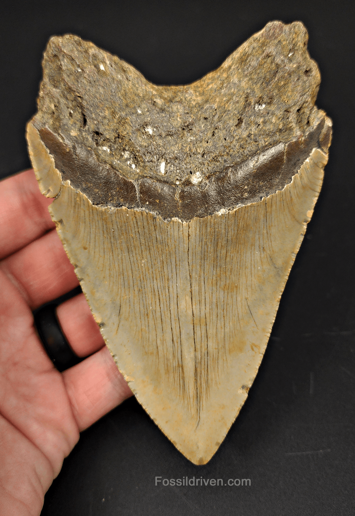 Authentic, 4.94" Fossil Megalodon Tooth - Meg Ledge - Fossil Driven