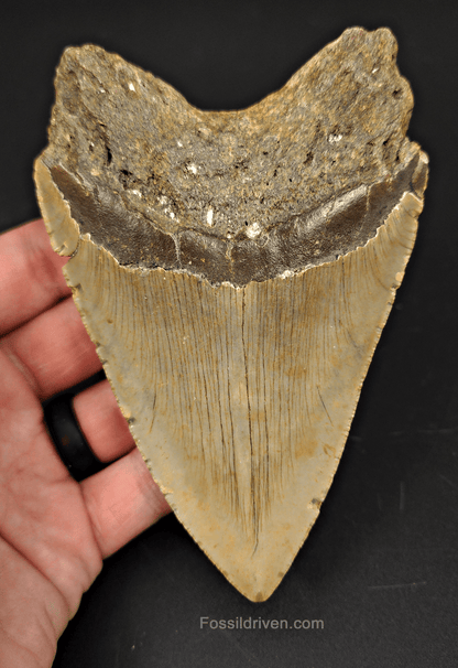 Authentic, 4.94" Fossil Megalodon Tooth - Meg Ledge - Fossil Driven