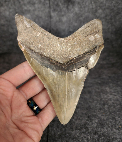 Authentic, 4.96" Fossil Megalodon Tooth - Meg Ledge - Fossil Driven