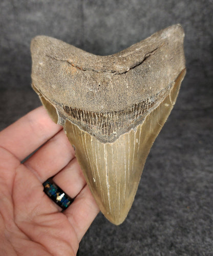 Authentic, 4.96" Fossil Megalodon Tooth - Meg Ledge - Fossil Driven