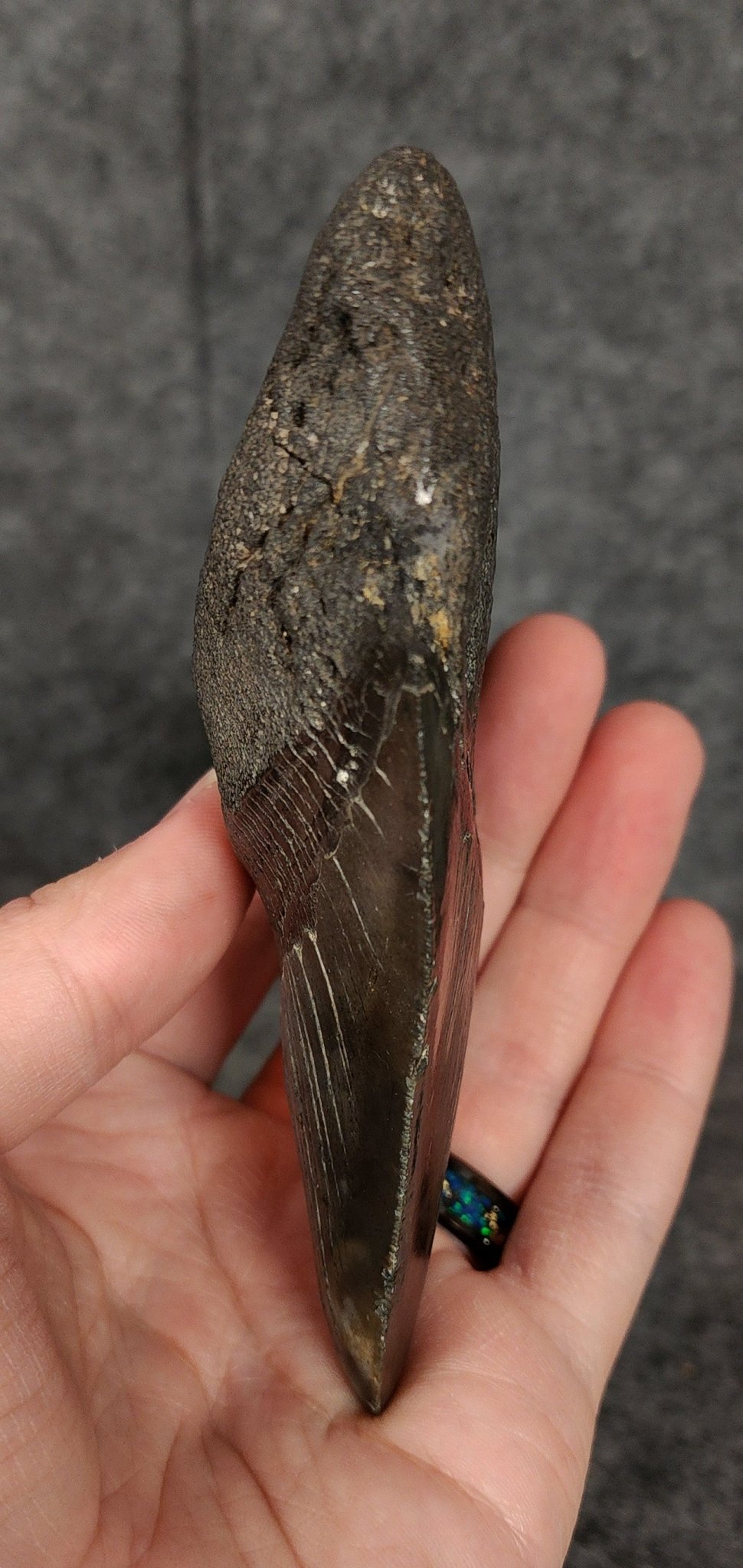 Authentic, 4.97" Fossil Megalodon Tooth - South Carolina - Fossil Driven