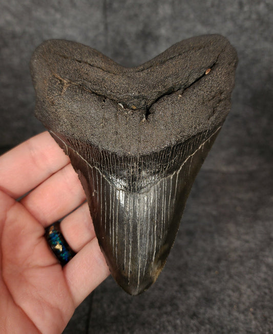Authentic, 4.97" Fossil Megalodon Tooth - South Carolina - Fossil Driven