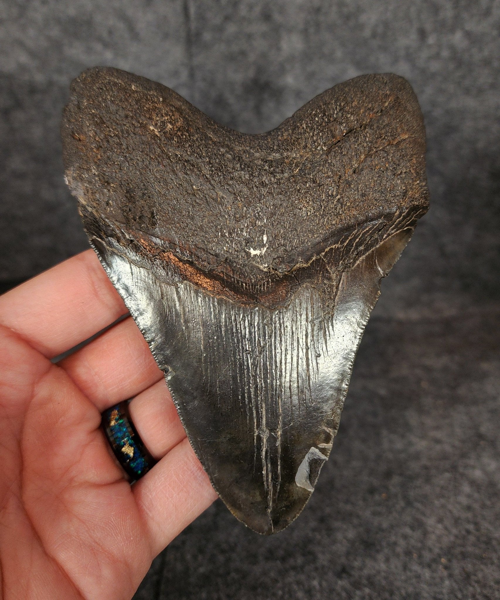 Authentic, 4.97" Fossil Megalodon Tooth - South Carolina - Fossil Driven