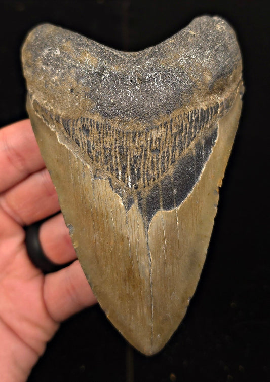 Authentic, 4.98" Fossil Megalodon Tooth - Meg Ledge, North Carolina - Fossil Driven