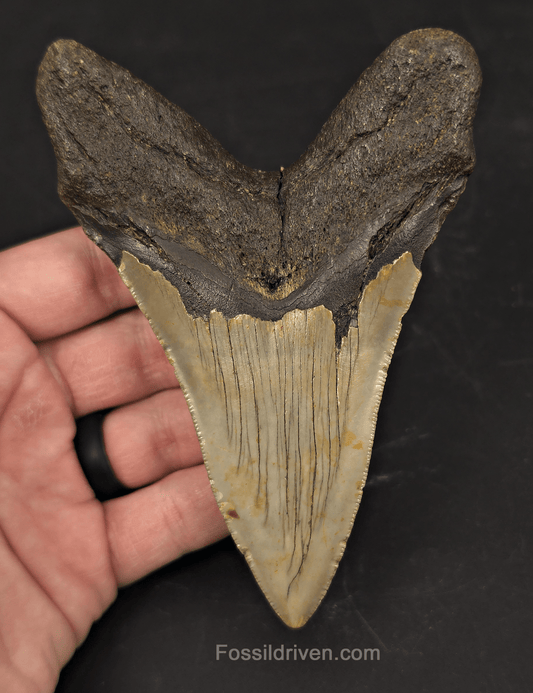 Authentic, 5.01" Fossil Megalodon Tooth - Meg Ledge, North Carolina - Fossil Driven