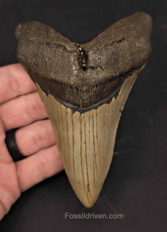 Authentic, 5.01" Fossil Megalodon Tooth - Meg Ledge, North Carolina - Fossil Driven