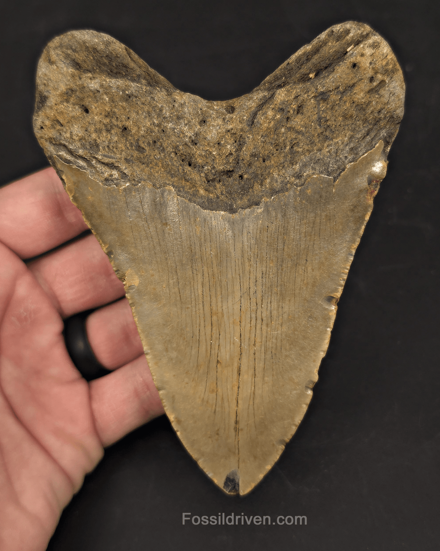 Authentic, 5.04" Fossil Megalodon Tooth - Meg Ledge, North Carolina - Fossil Driven