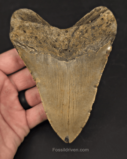 Authentic, 5.04" Fossil Megalodon Tooth - Meg Ledge, North Carolina - Fossil Driven