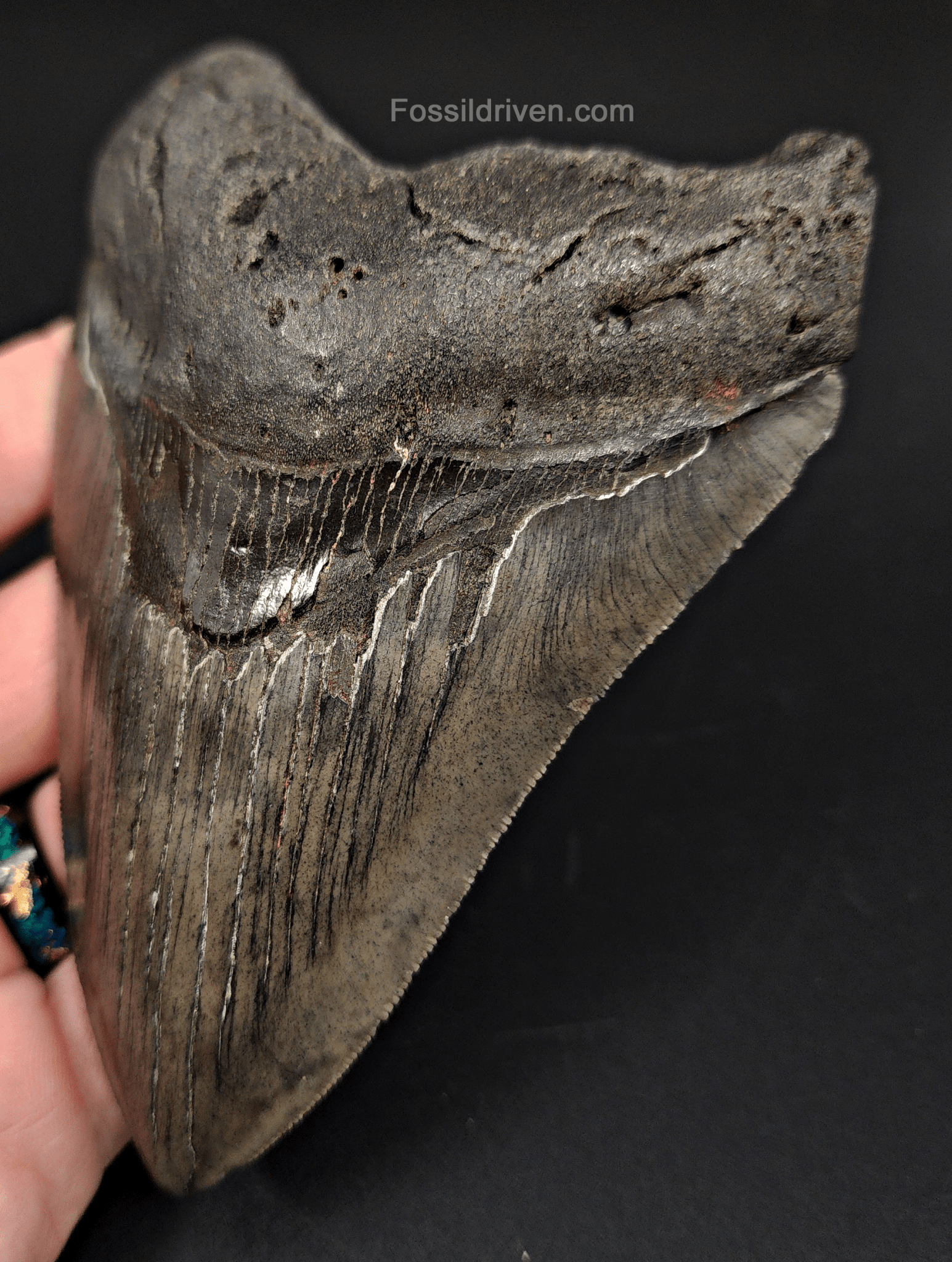 Authentic, 5.05" Fossil Megalodon Tooth - South Carolina - Fossil Driven