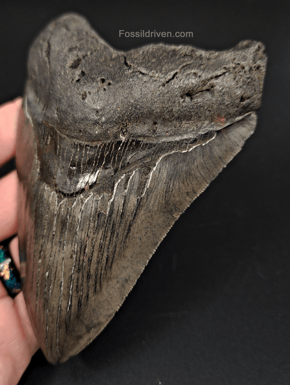 Authentic, 5.05" Fossil Megalodon Tooth - South Carolina - Fossil Driven