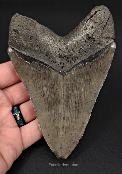Authentic, 5.05" Fossil Megalodon Tooth - South Carolina - Fossil Driven