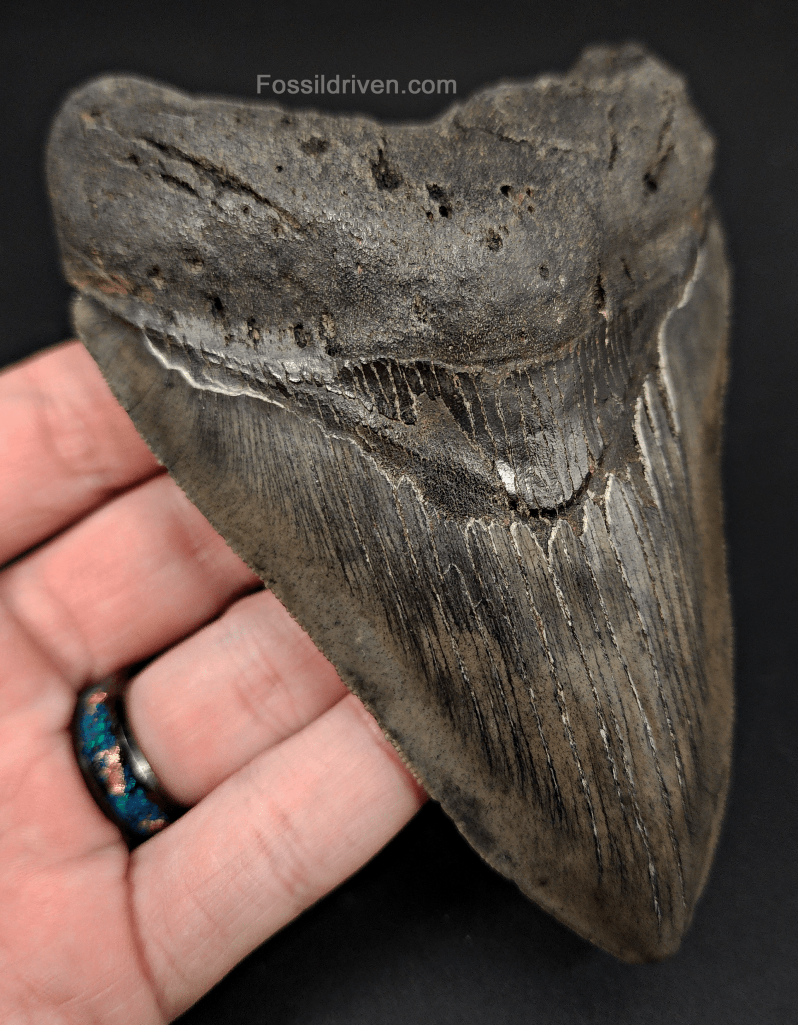 Authentic, 5.05" Fossil Megalodon Tooth - South Carolina - Fossil Driven