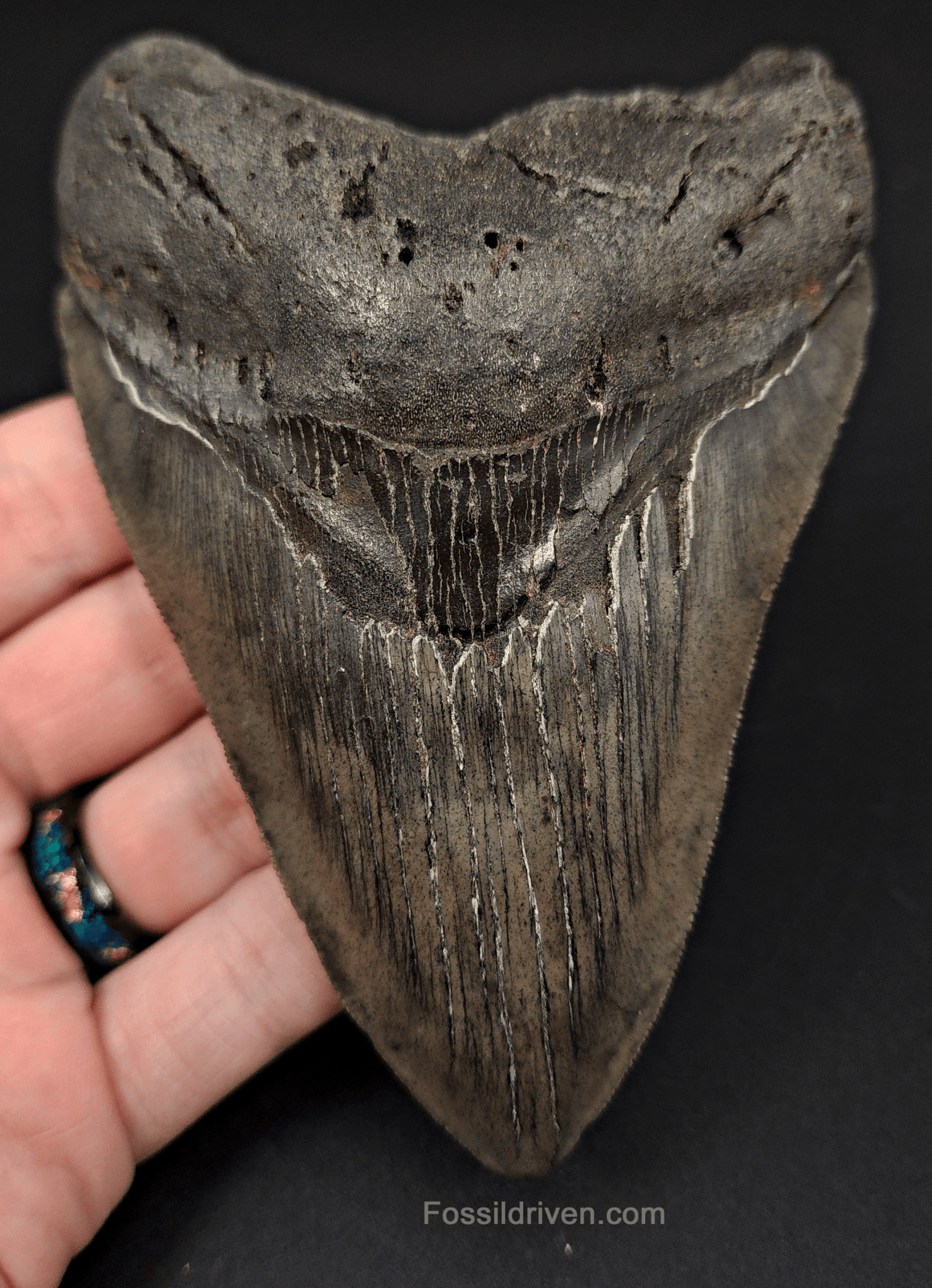 Authentic, 5.05" Fossil Megalodon Tooth - South Carolina - Fossil Driven