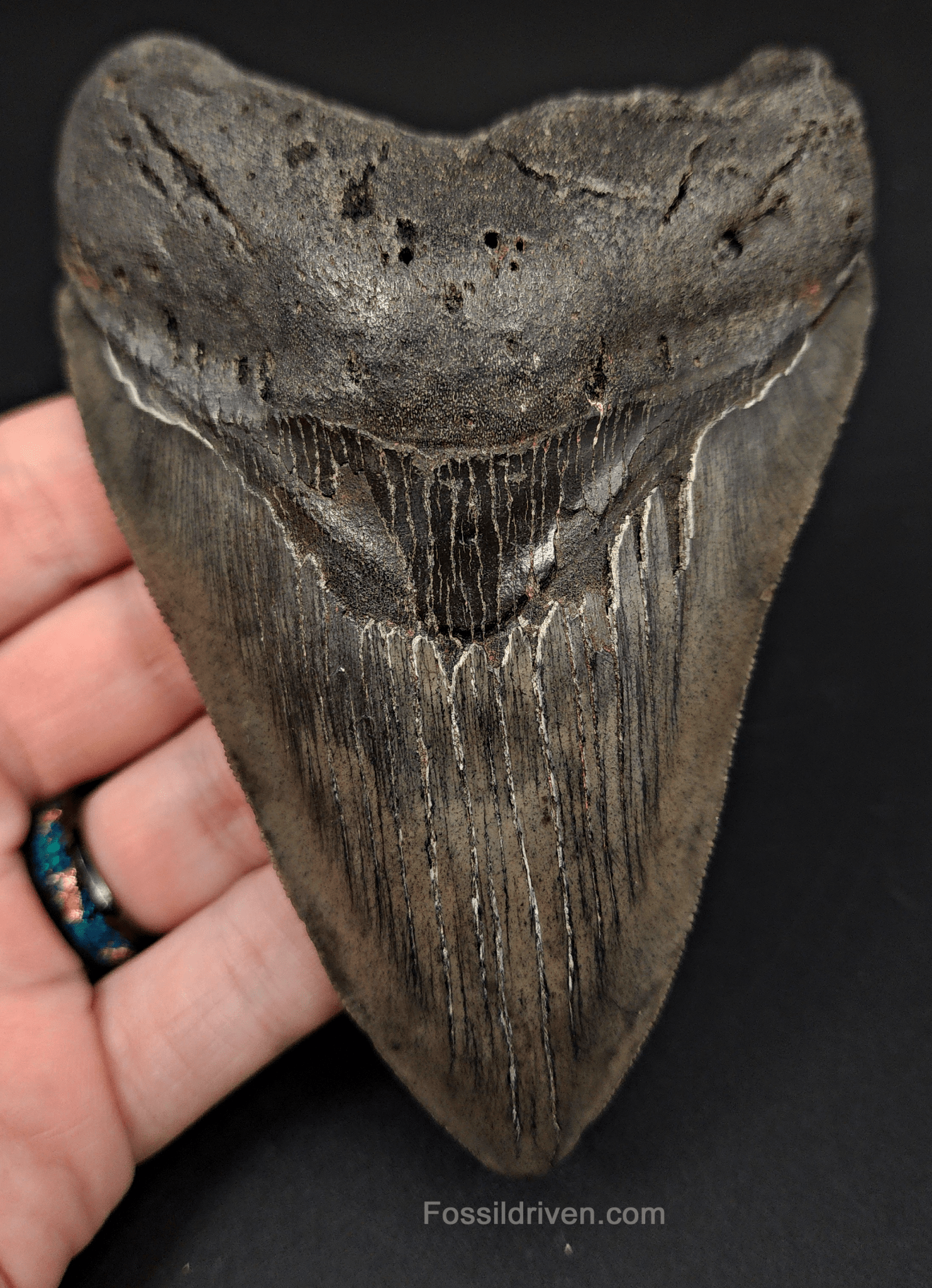 Authentic, 5.05" Fossil Megalodon Tooth - South Carolina - Fossil Driven