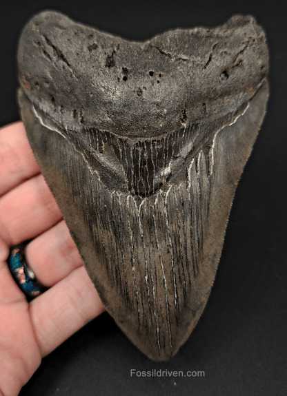 Authentic, 5.05" Fossil Megalodon Tooth - South Carolina - Fossil Driven