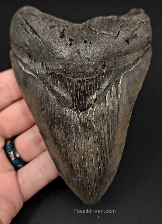Authentic, 5.05" Fossil Megalodon Tooth - South Carolina - Fossil Driven