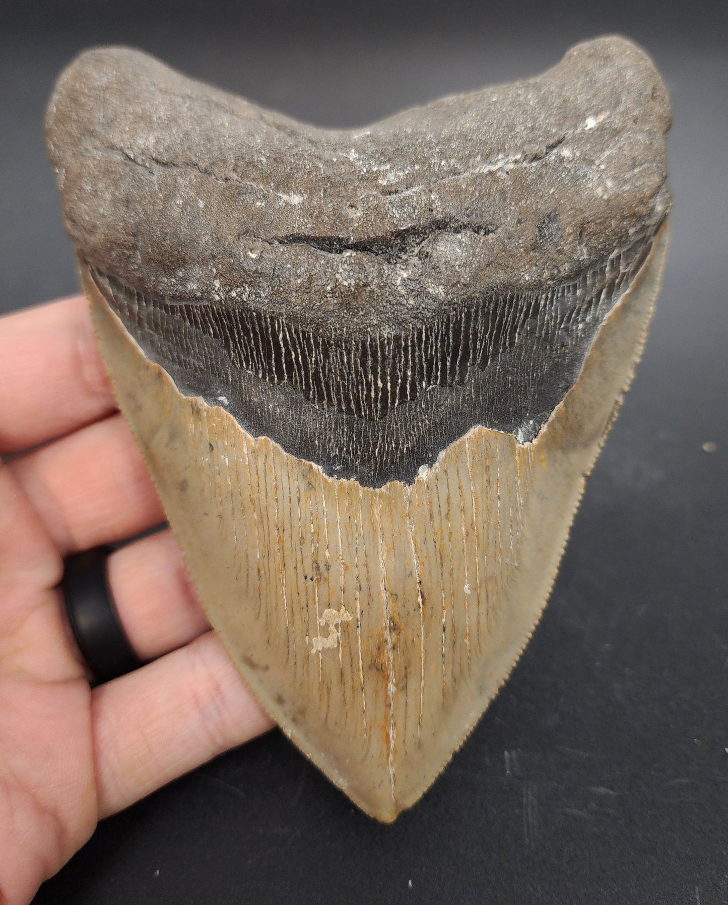 Authentic, 5.06" Fossil Megalodon Tooth - Meg Ledge - Fossil Driven