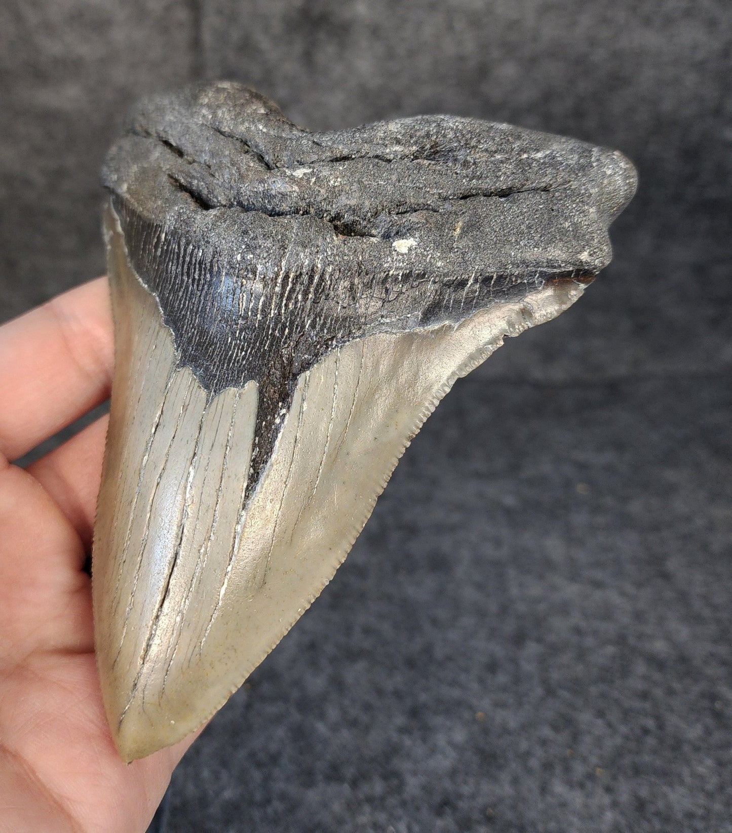 Authentic, 5.07" Fossil Megalodon Tooth - Meg Ledge - Fossil Driven