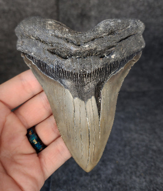 Authentic, 5.07" Fossil Megalodon Tooth - Meg Ledge - Fossil Driven